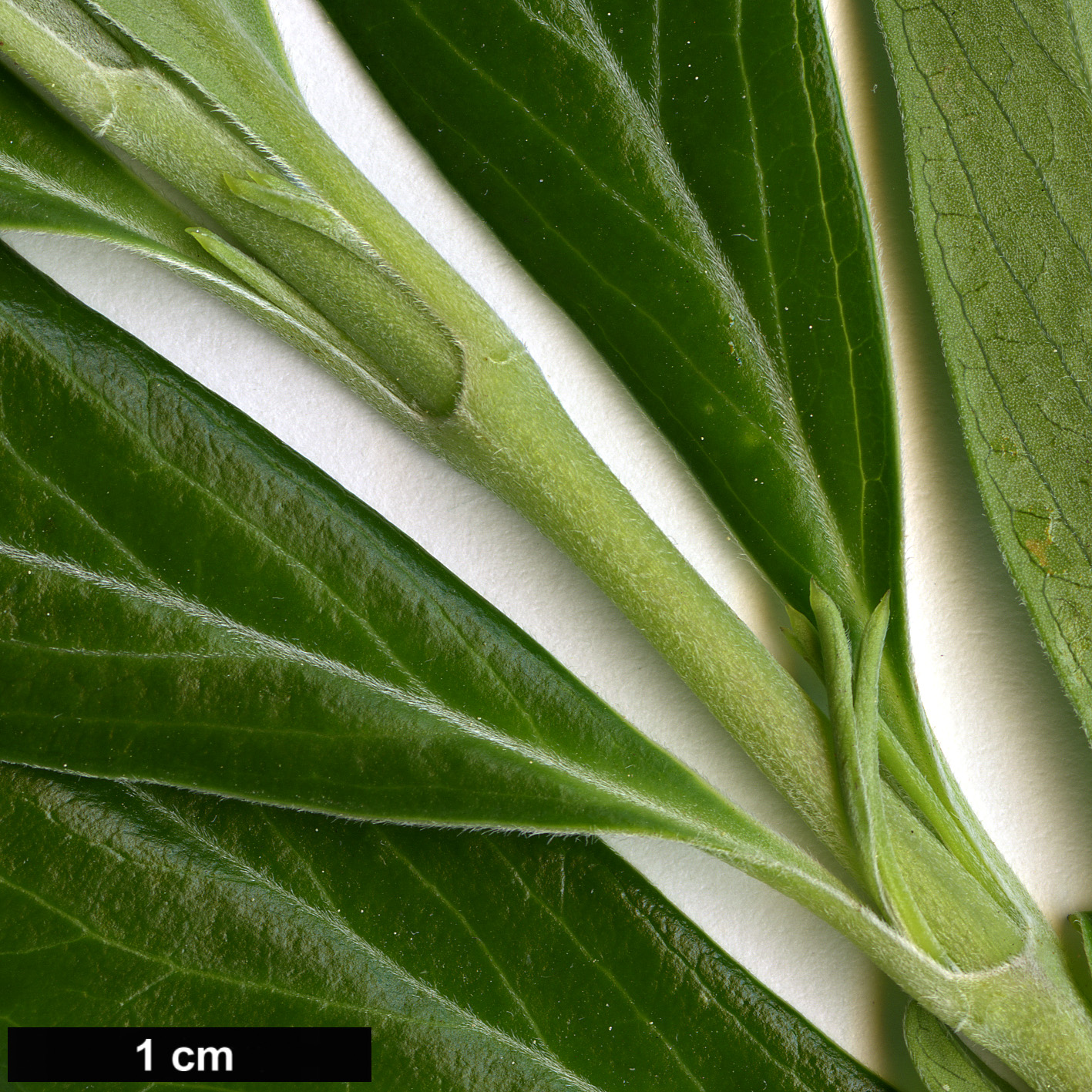 High resolution image: Family: Columelliaceae - Genus: Columellia - Taxon: oblonga - SpeciesSub: subsp. sericea